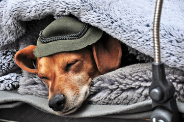 Hund mit Hut in Kuscheldecke