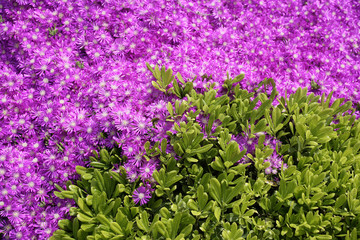 Obraz premium close up shot of a purple flowers 