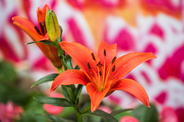 Fototapeta premium Orange tiger lily flower in bloom in the garden, Selective focus