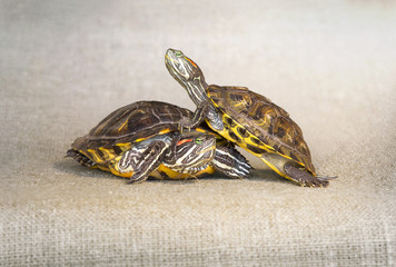 Two turtles on a background of burlap
