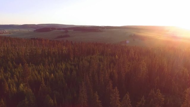 Sunlight in spruce forest in russia , at sunset