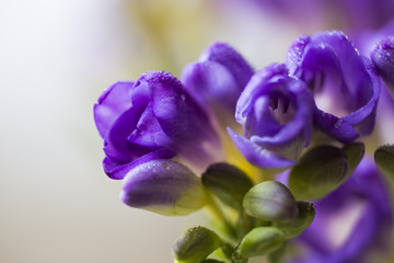 purple Freesia flower