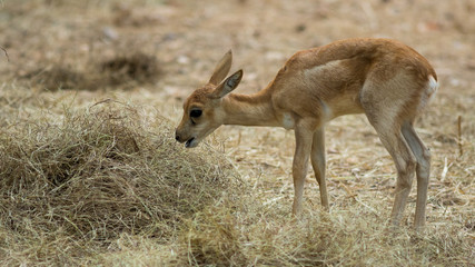 Deer in zoo