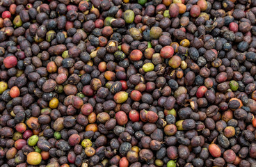 Grains of ripe coffee lie under the sun. Close-up. East Africa. Coffee plantation. An excellent illustration.
