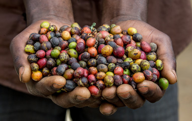 Grains of ripe coffee in the handbreadths of a person. East Africa. Coffee plantation. Uganda