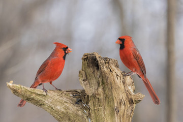 Two males Northern Cardinal in winter 
