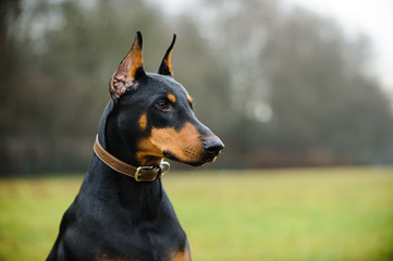 Black and tan Doberman Pinscher wearing leather collar outdoors in field - obrazy, fototapety, plakaty