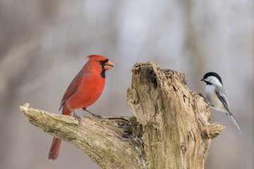 Northern Cardinal and chickadee