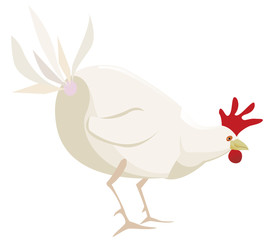 poule blanche mangeant