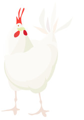 poule blanche regardant en face