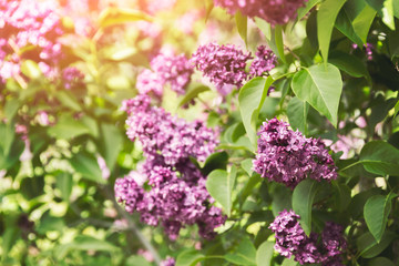 Purple lilac flowers blossom