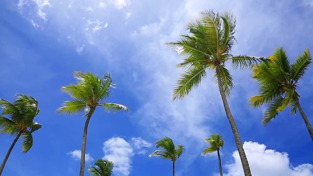 Coconut trees under blue sky .