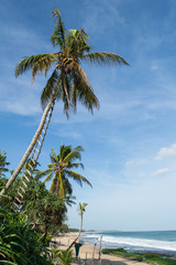 Fototapeta na wymiar Palm Trees along the Beach in Tangalle, Sri Lanka