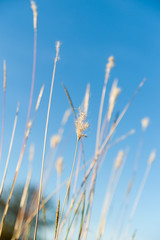 Wild grass seed-heads close up in field in selective focus.