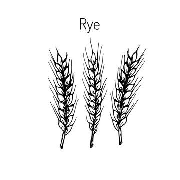 Hand draw rye ears sketch