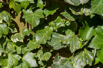 Obraz premium Ivy