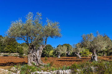 Olivenbäume Mallorca