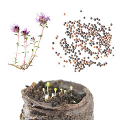 Flower, seeds and seedling of wild thyme (Thymus serpyllum) isolated on white background