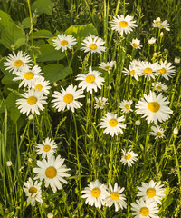 white daisies background