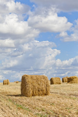 Fototapeta na wymiar Harvest landscape with straw bales amongst fields in autumn, Belarus