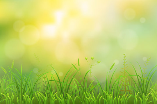 Spring green grass herbal natural background