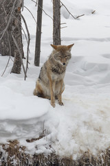 Coyote near the river