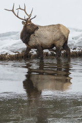 Bull elk and reflection