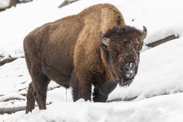 Gordijnen Bull bison © mtnmichelle