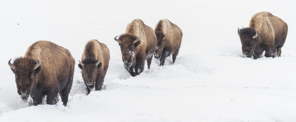 Randonnée de bisons dans la neige