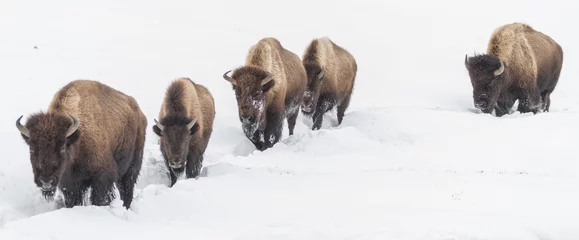 Foto auf Acrylglas Bison Bison-Trekking durch den Schnee
