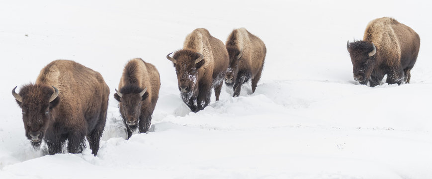 Bison trekking through the snow