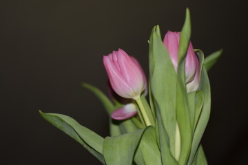 розовые тюльпаны
