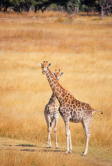 Giraffes in the reserve on the outskirts of Harare Mukuvisi