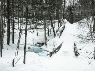 Winter in the woods