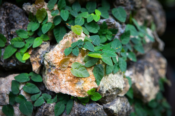 Old stone wall with leaves and moss
