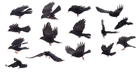 set of One bird compilation on white background