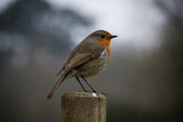 European robin perched in wooden fence in the countryside during early spring