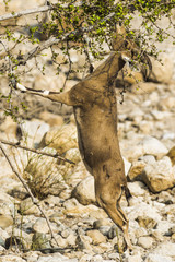 Горный козел тянется к зеленой ветке