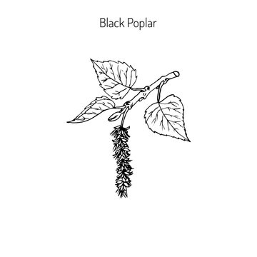 Black Poplar Branch