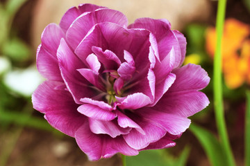 Peony purple tulip on a green background. Tulip with streaks on leaves.