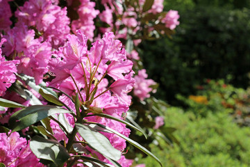 Obraz premium Flowering branch of rhododendron in the spring garden. Pink azalea flower.