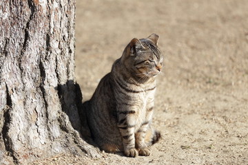Obraz premium a lovely cat in himeji castle