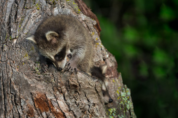 Young Raccoon (Procyon lotor) Chews on Tree