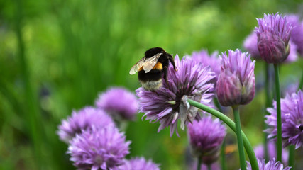 Bee collecting pollen on a purple flower