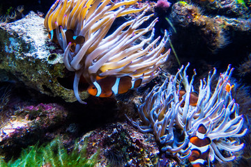 A lot of clownfishes and sea anemones in a colorful fish tank. Nassau, Bahamas.