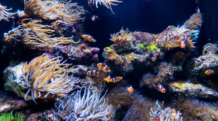 A lot of clownfishes and sea anemones in a colorful fish tank. Nassau, Bahamas.