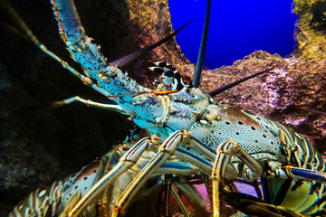 Colorful lobster in a nice and clean natural water tank. Nassau, Bahamas.