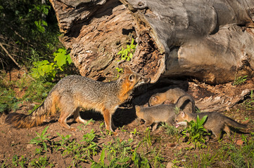 Grey Fox Vixen (Urocyon cinereoargenteus) and Kits Near Log