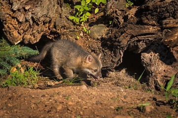 Grey Fox (Urocyon cinereoargenteus) Kit Walks by Log