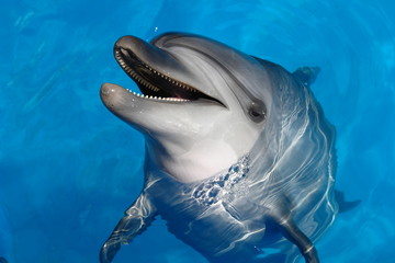 Happy dolphin smiling opened his mouth showing his teeth with his eyes open